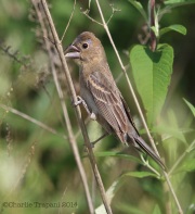 6s3a2861femalebluegrosbeak