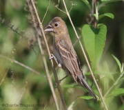 6s3a2862femalebluegrosbeak