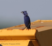 6s3a2918bluegrosbeak