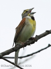 6s3a6306dickcissel