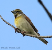 6s3a6368dickcissel