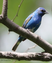 6s3a6710indigobunting_ps