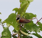 6s3a6981dickcissel