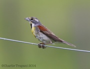 6s3a7013dickcissel
