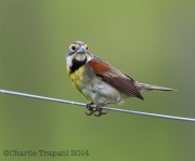6s3a7019dickcissel
