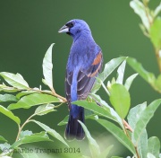 6s3a7330bluegrosbeak