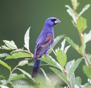 6s3a7331bluegrosbeak