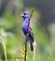 6s3a7401bluegrosbeak