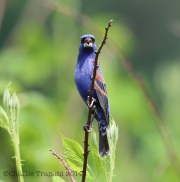 6s3a7409bluegrosbeak