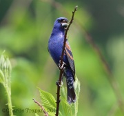 6s3a7410bluegrosbeak