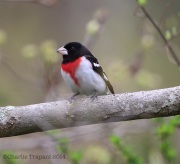 6s3a7476rose-breastedgrosbeak