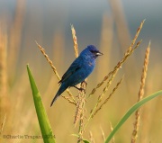 6s3a8286indigobunting