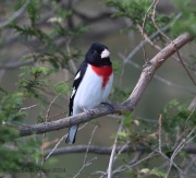 6s3a8741rose-breastedgrosbeak