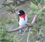 6s3a8743rose-breastedgrosbeak