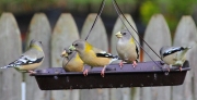 img_1344femaleeveinggrosbeaks