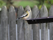 img_1366eveninggrosbeak