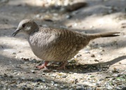 0J6A2096Inca_Dove