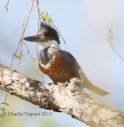 0J6A2117Ringed_Kingfisher