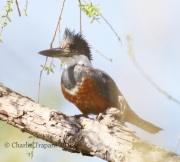 0J6A2118Ringed_Kingfisher