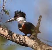 0J6A2119Ringed_Kingfisher