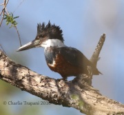 0J6A2120Ringed_Kingfisher