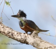 0J6A2122Ringed_Kingfisher