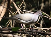 0J6A2130White-tipped_Dove