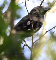 0J6A2138Groove-billed_Ani