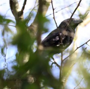 0J6A2139Groove-billed_Ani