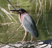 0J6A2146Green_Heron