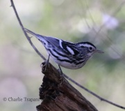0J6A2208Black-and-white_Warbler