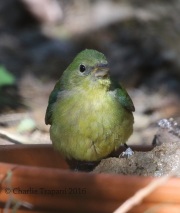 0J6A2229Painted_Bunting
