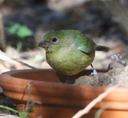 0J6A2232Painted_Bunting