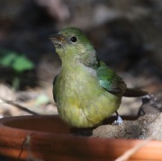 0J6A2236Painted_Bunting