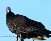 0J6A2241Turkey_Vulture