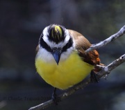 0J6A2322Great_Kiskadee