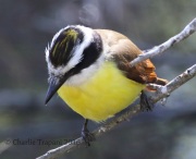 0J6A2323Great_Kiskadee