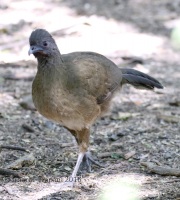 0J6A2335Plain_Chachalaca