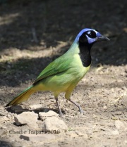 0J6A2390Green_Jay