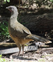 0J6A2399Plain_Chachalaca