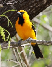 0J6A2407Altamira_Oriole