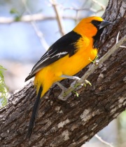 0J6A2424Altamira_Oriole