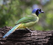 0J6A2492Green_Jay