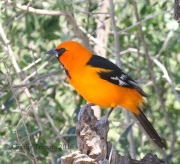 0J6A2508Altamira_Oriole