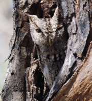 0J6A2511Eastern_Screech_Owl_Gray_Morph