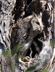 0J6A2525Eastern_Screech