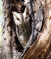 0J6A2536Eastern_Screech_Owl