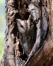 0J6A2541Eastern_Screech_Owl