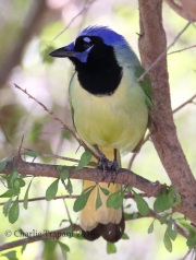 0J6A2570Green_Jay