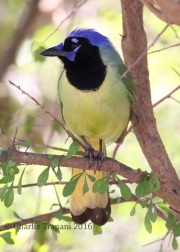 0J6A2571Green_Jay